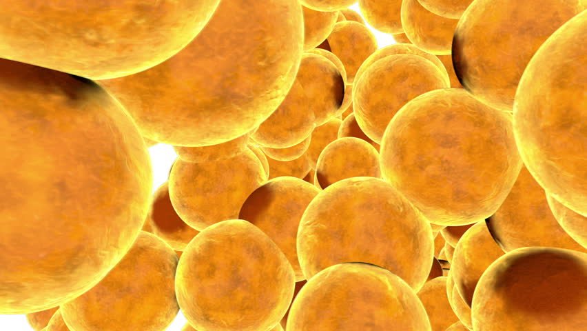 Representative image- Fat cells