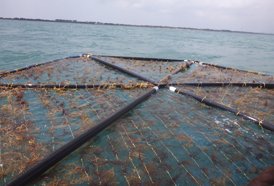 Sea6 Energy offshore seaweed cultivation