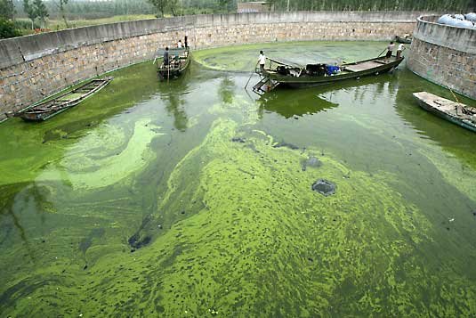 Given the promising future, the research in algal biofuels is being prioritized by the government.