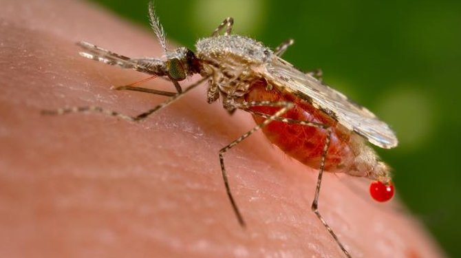 Anopheles mosquitoes are increasingly becoming resistant to insecticides