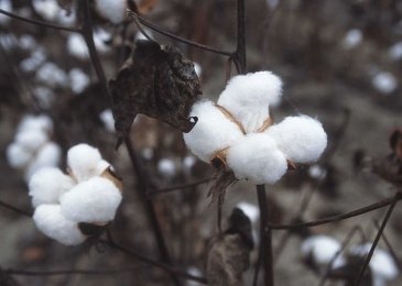 Pratik BGII cotton seed from Krishidhan has yielded 6 gram of cotton against an average of 4 gram