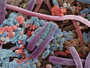 The microbiome call the human body home (www.nature.com)