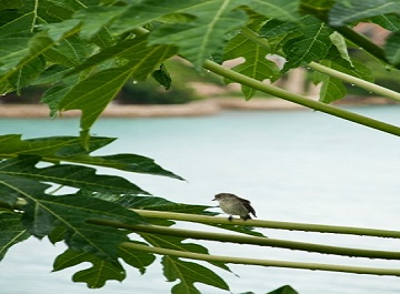 Papaya leaf juice - A homemade Dengue therapy