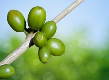 Green coffee bean contains higher amount of chlorogenic acid
