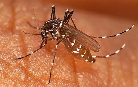 Malaria is caused by a one-celled parasite called a Plasmodium. Female Anopheles mosquitoes pick up the parasite from infected people.