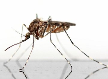 Thousands of dengue cases are reported every year in India