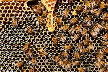 Bacteria in honey bee can combat a broad spectrum of antibiotic resistant organisms