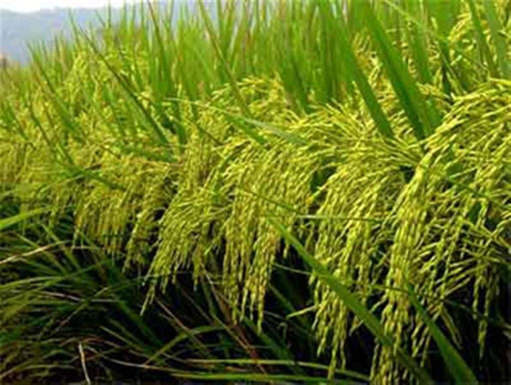Lower glycemic index (GI) determines the suitability of rice for diabetic patients!