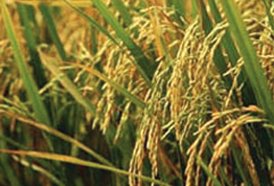 Rice is the world's most valuable crop, grown on 162 million hectares globally with a harvest value of $334.7 billion in 2012 (FAO 2012 statistics; FAOSTAT)
