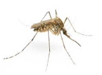 GM mosquitoes can cure to malaria