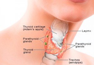  It has been estimated that about 200 million people suffer from thyroid disorders worldwide and amongst those 42 million are in India.