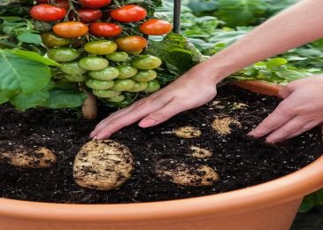 TomTato is a grafted hybrid plant, giving out tomatoes on top and potatoes underneath the ground.