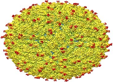 The team also identified regions within the Zika virus structure where it differs from other flaviviruses